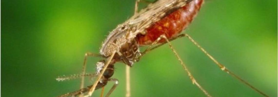 The malaria-blocking bug, Microsporidia MB, was discovered by studying mosquitoes on the shores of Lake Victoria in Kenya