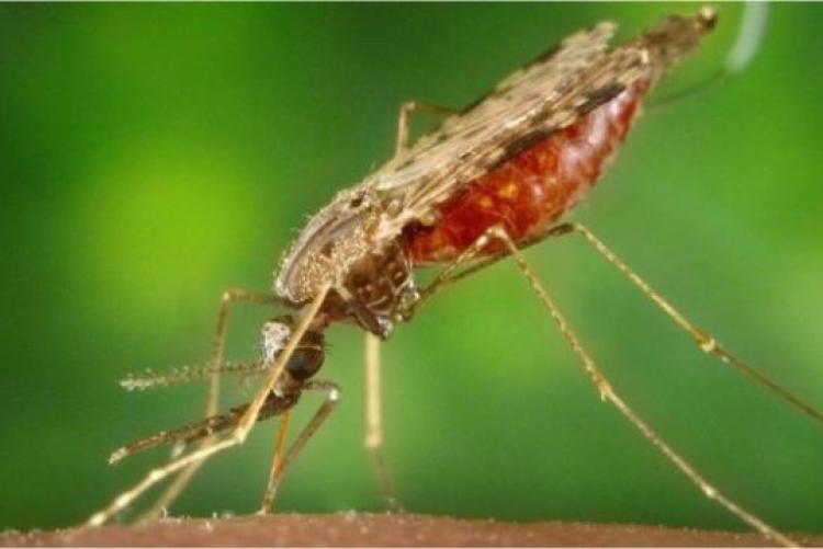 The malaria-blocking bug